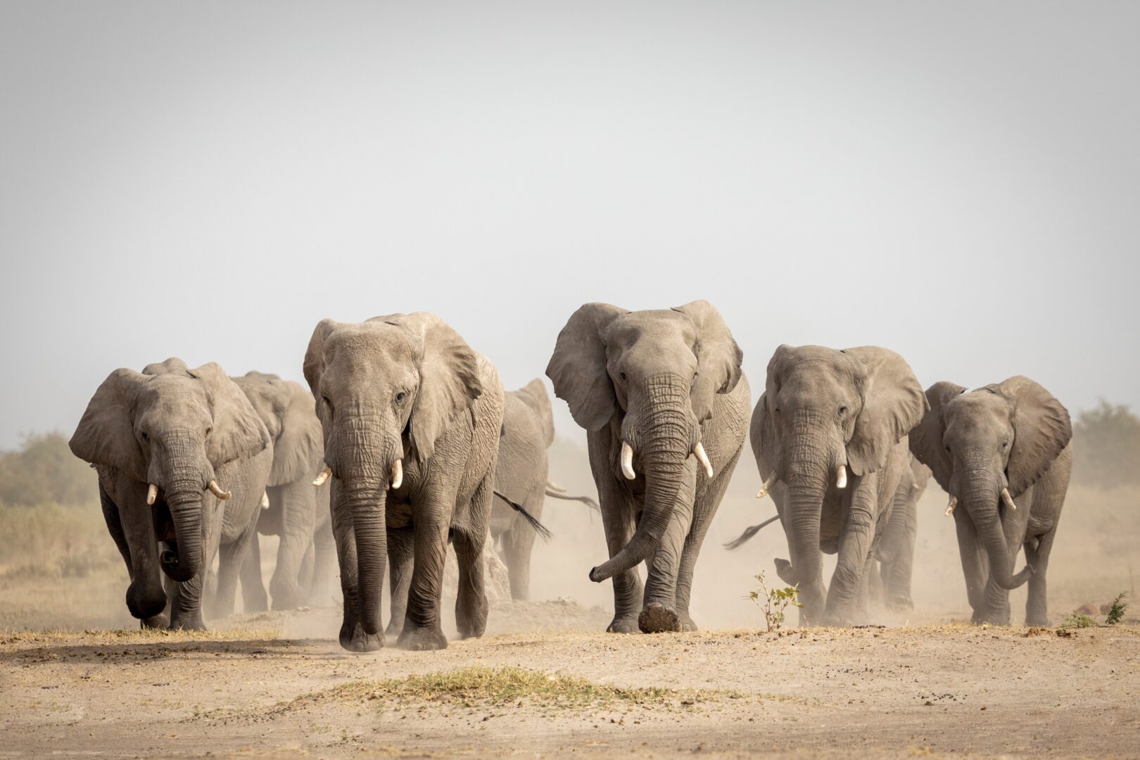A herd of elephants in Savuti, Botswana