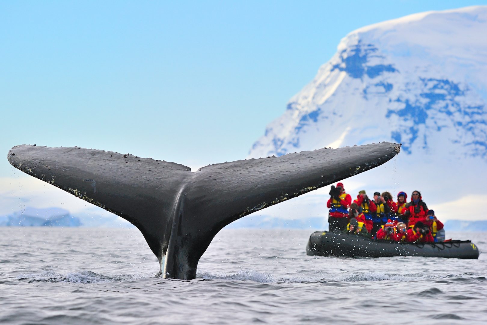 tourists photographing a whale in Antarctica