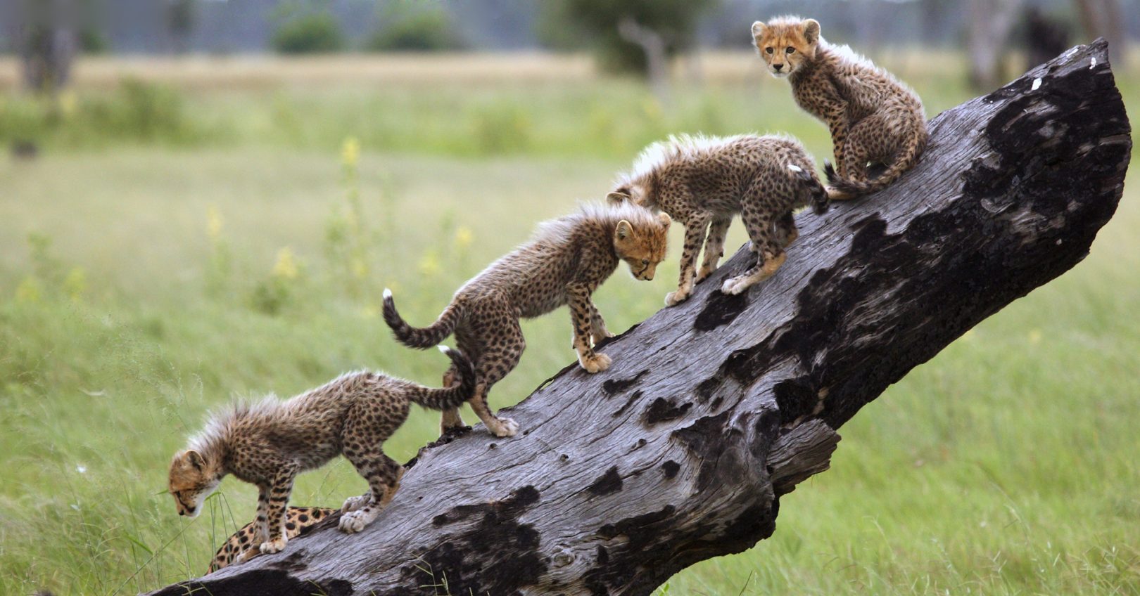 Cheetah cubs in the Okavango Delta, Botswana. A sighting on safari.