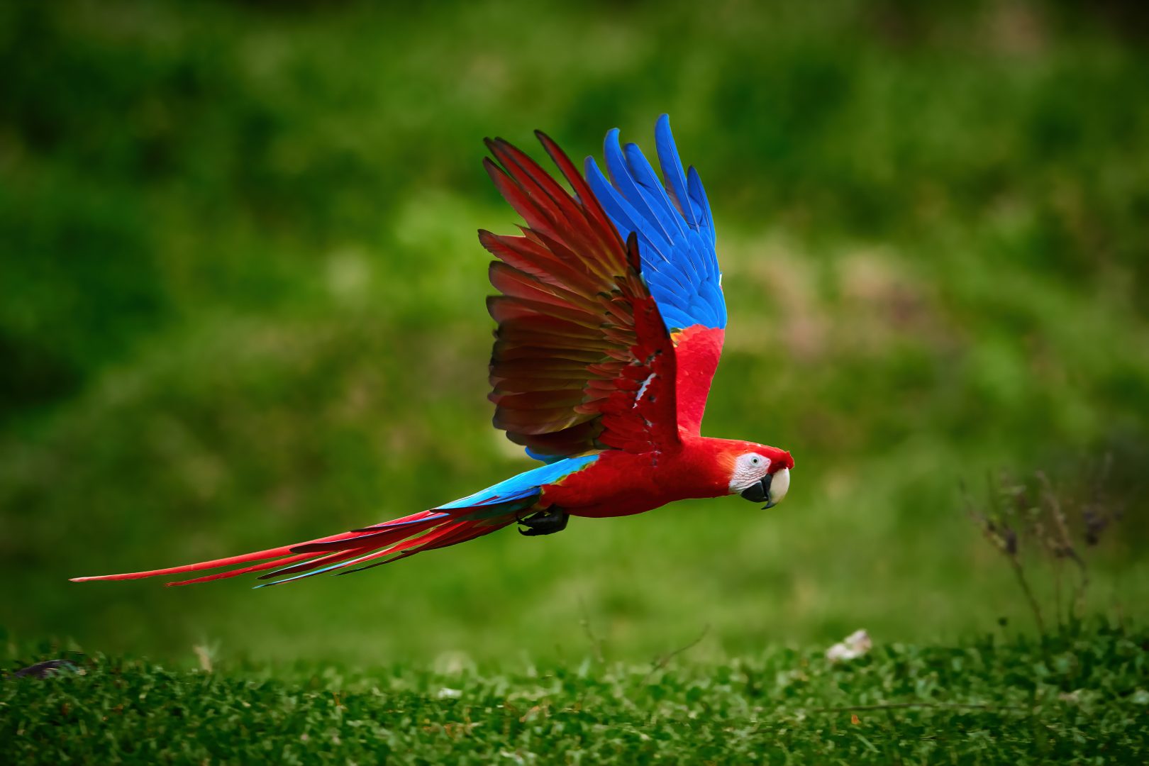 A macaw in the Amazon Rainforest