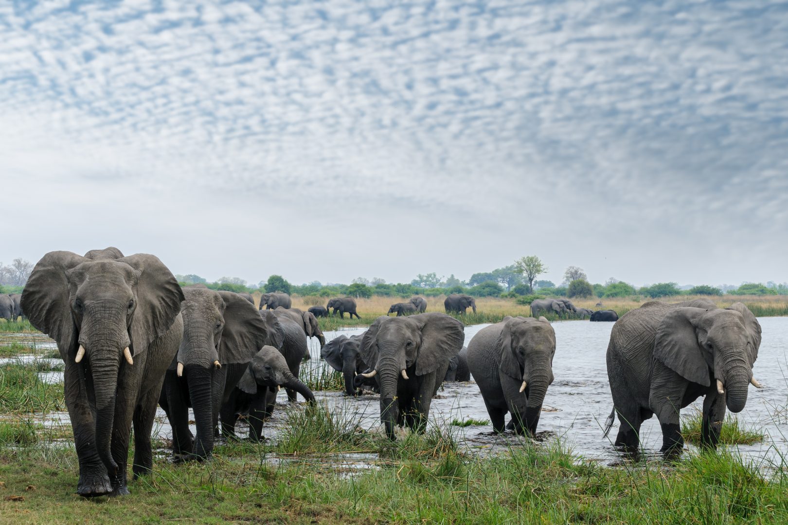 Elephants in the Selinda Reserve in the Okavango Delta in Botswana