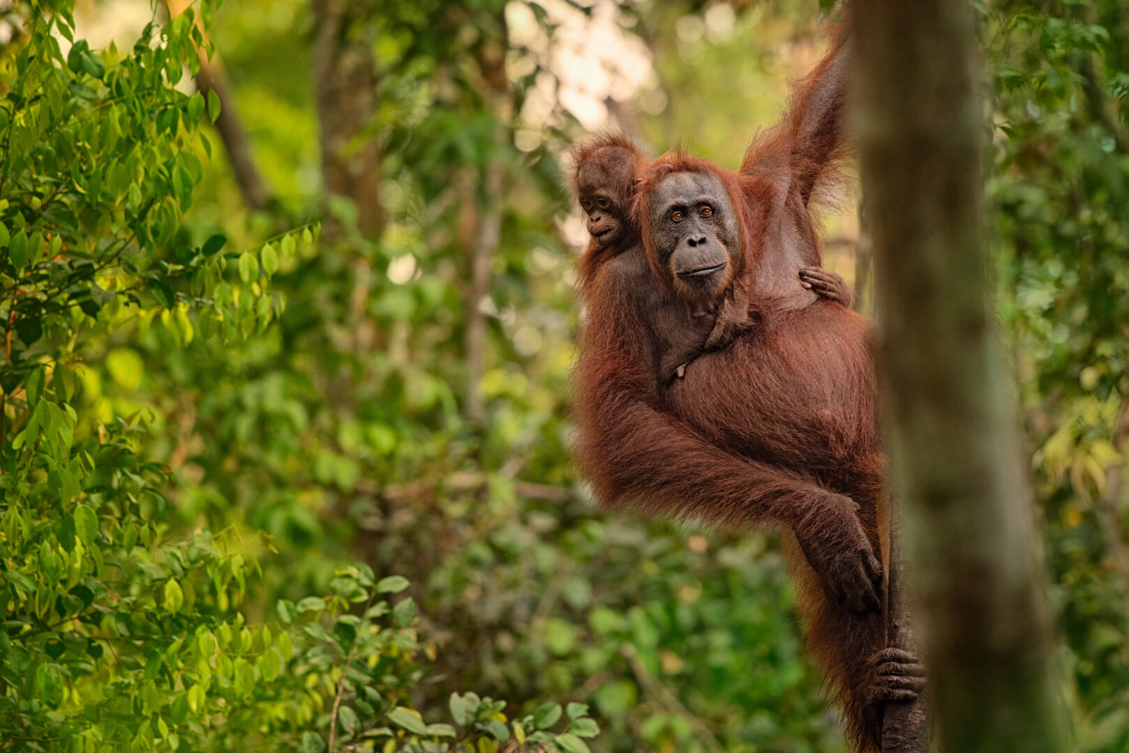 Orangutan on a tree in Sumatra, Indonesia