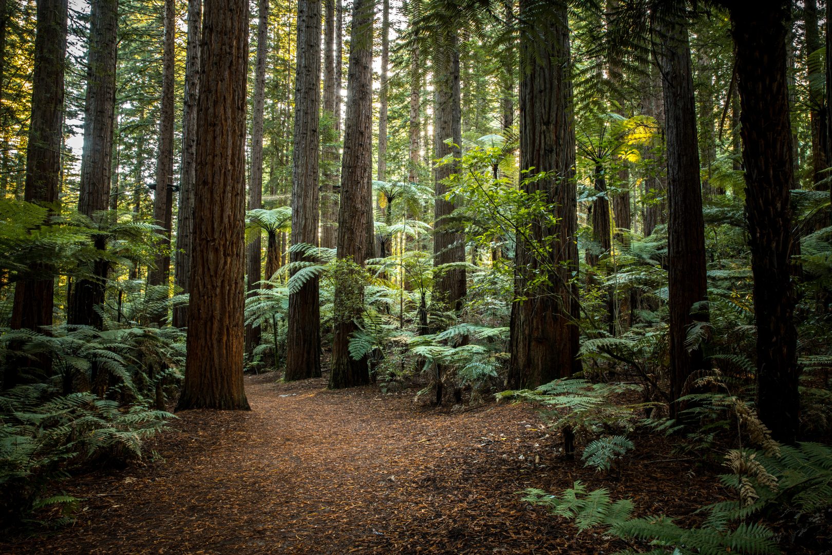 Rotorua's redwood forest, New Zealand