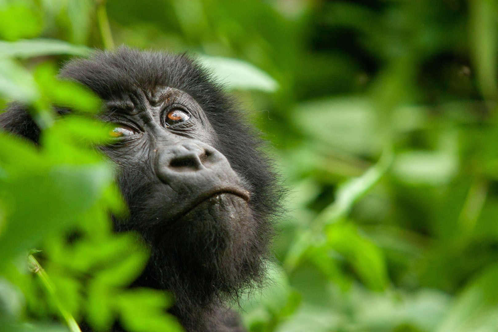 A gorilla in Uganda or Rwanda