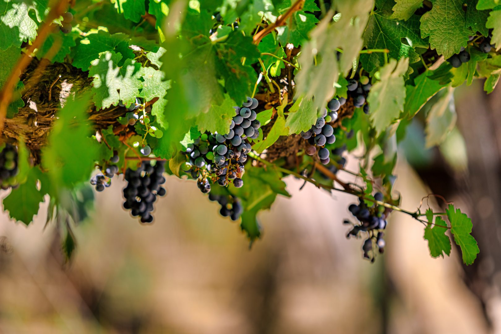 Hanging grapes at a vineyard in Chile