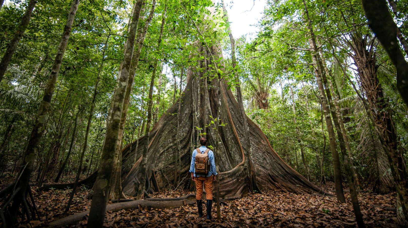 Person in front of a kapok tree in the Amazon Rainforest