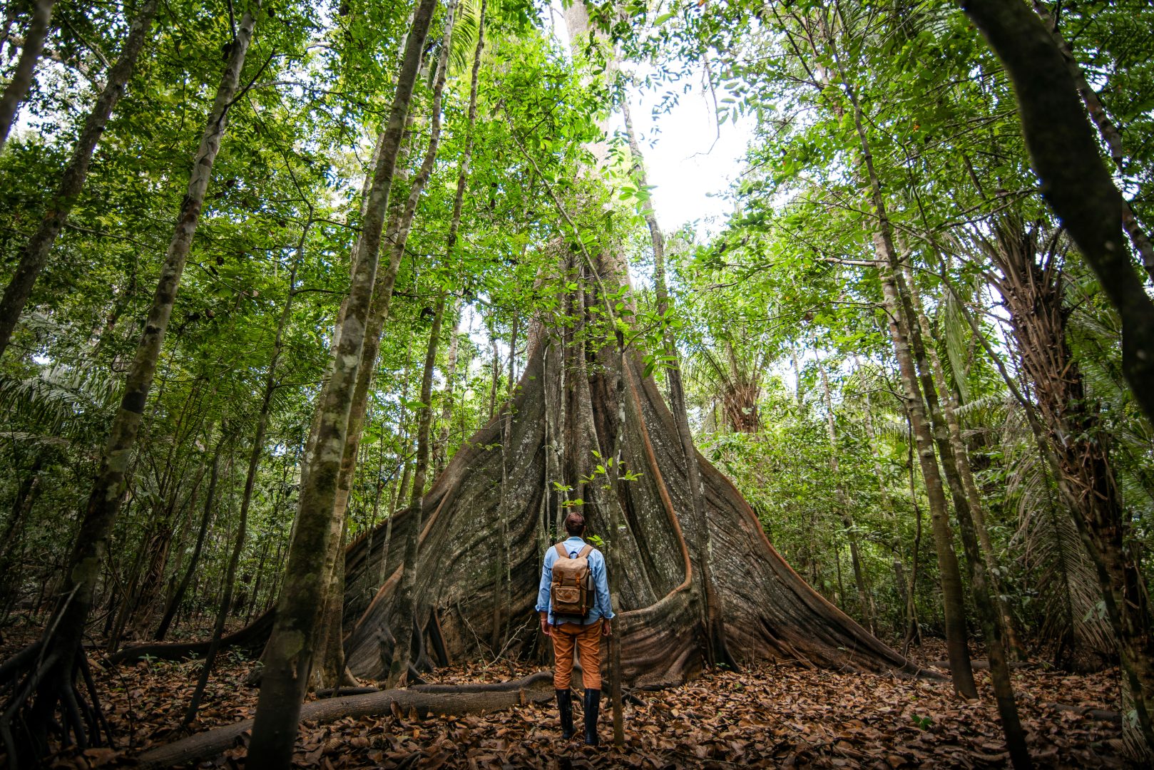 The Amazon Rainforest in Peru