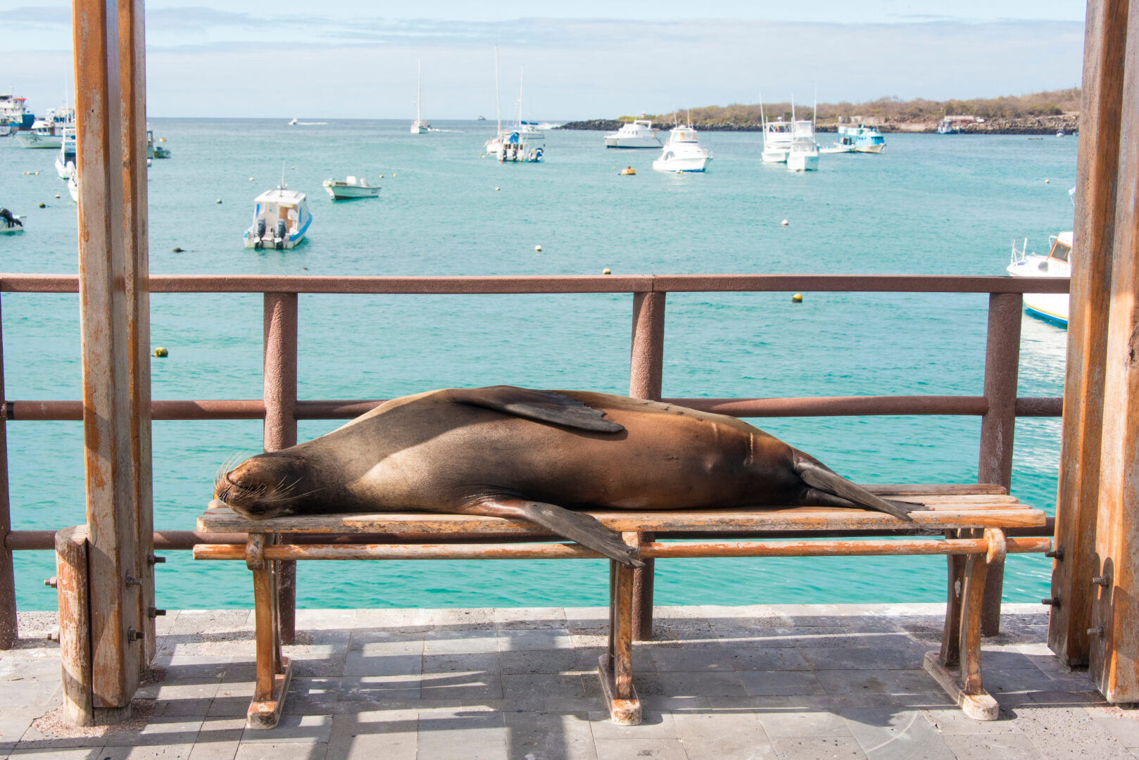 Ecuador Galapagos Islands. Galapagos sea lion takes advantage of marina bench San Cristobal