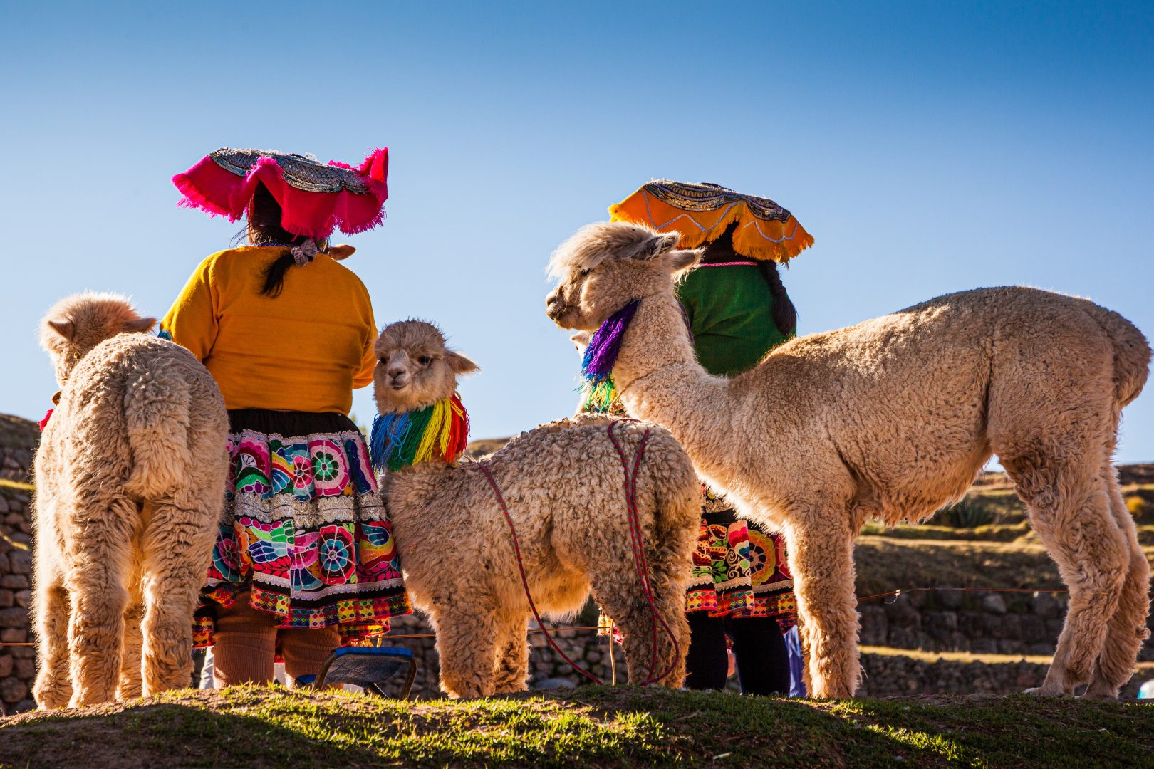 Traditionally dressed Quechua women and llamas