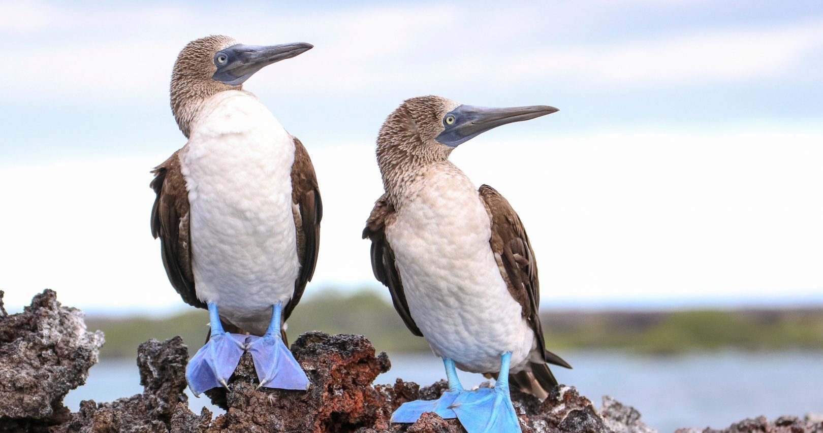 Blue-foot boobys in the Galapagos