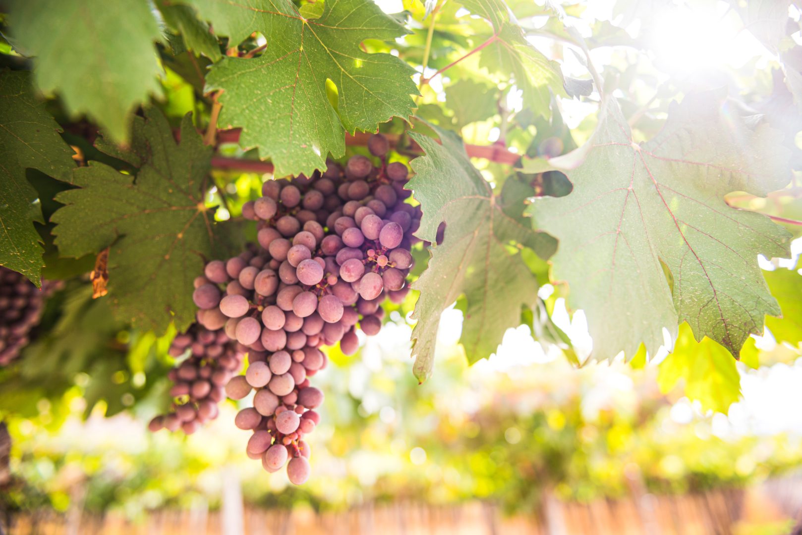 Grapes on a vineyard at a winery in Argentina