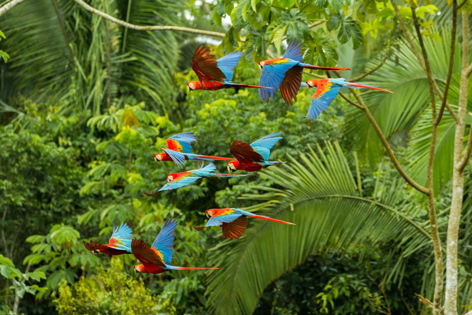 Macaws in the Amazon Rainforest in Peru