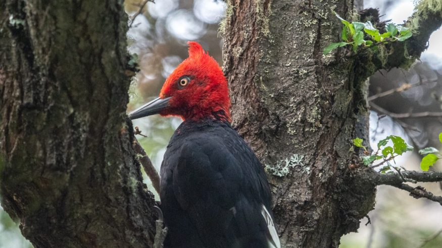 Magellanic woodpeckers