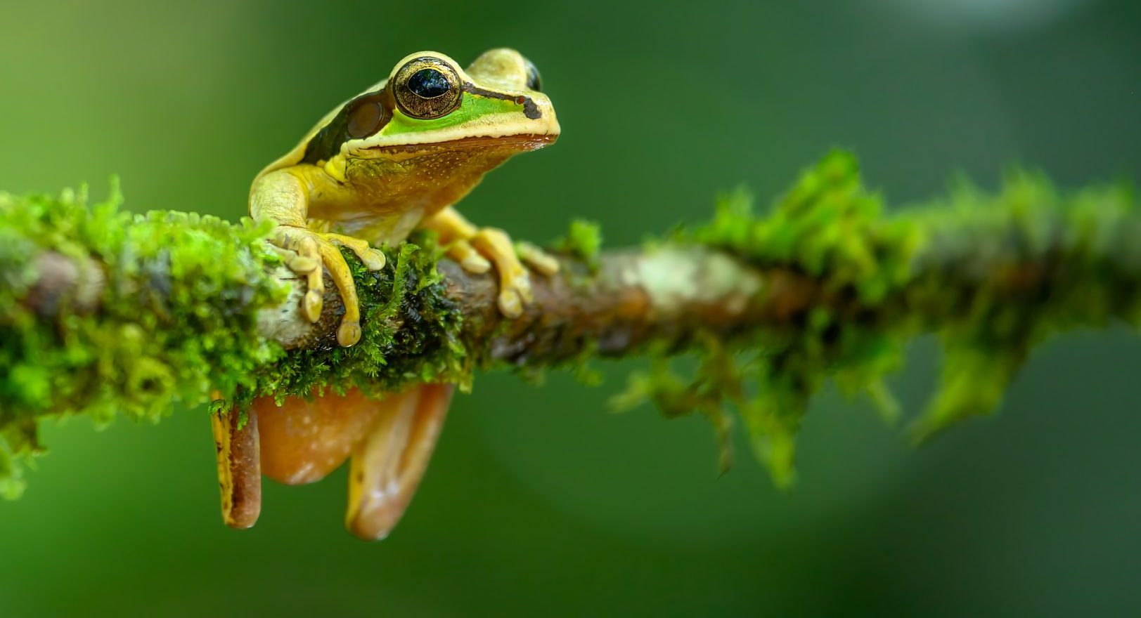 A tree frog in the Amazon Rainforest