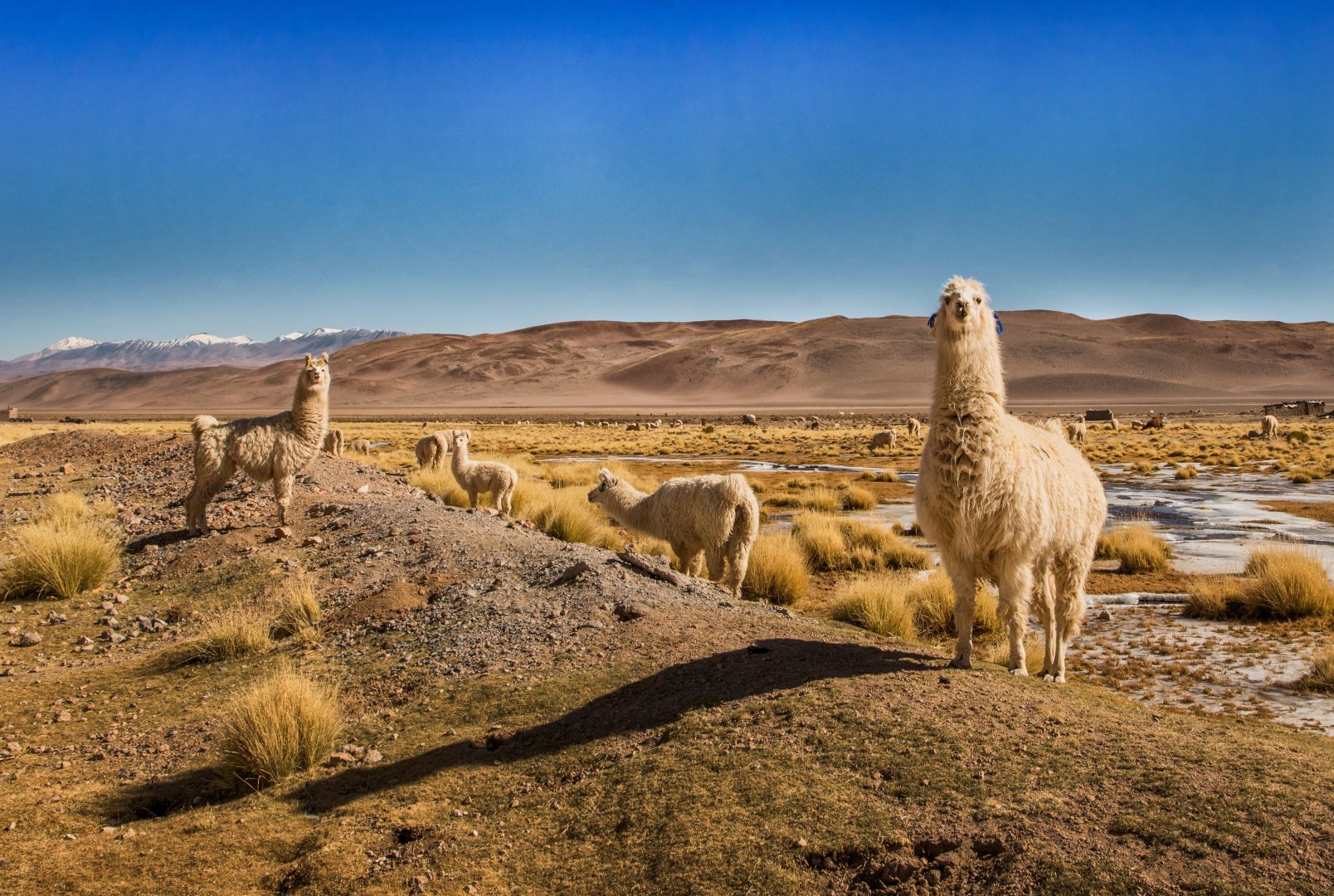 Llamas in Salta, Argentina