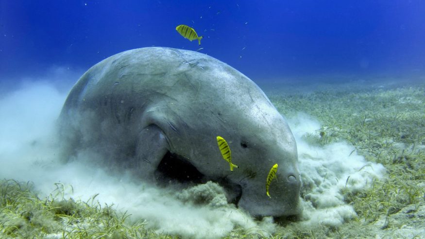 A dugong in the Bazaruto Archipelago in Mozambique