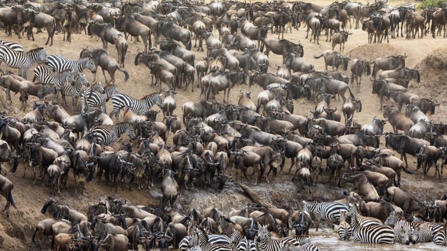 The Great Migration in Kenya/Tanzania