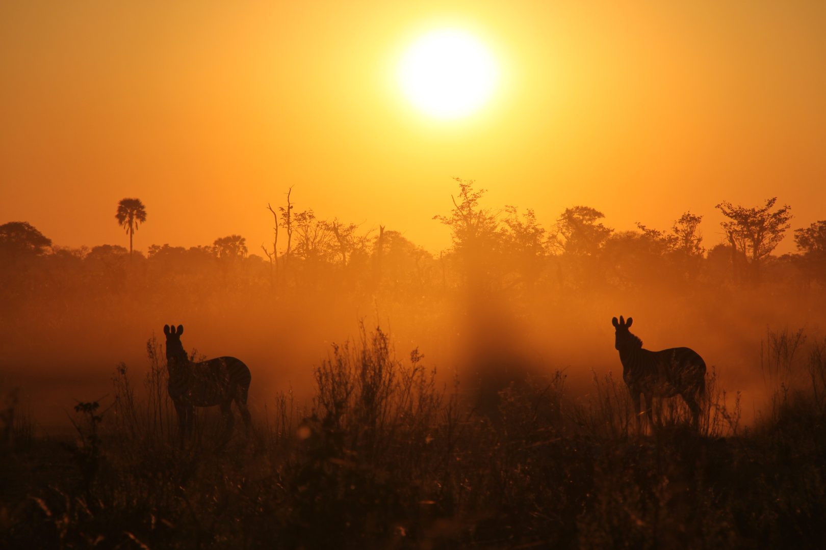 Zebras at sunrise in the Okavango Delta in Botswana