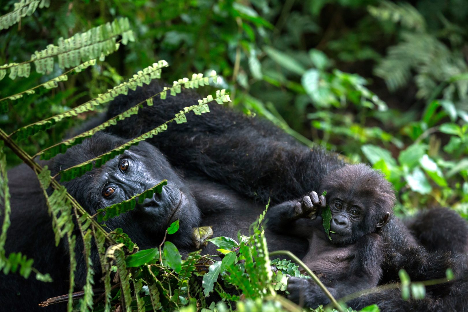 Gorilla Mother and Baby Bwindi Impenetrable Forest National Park, Uganda