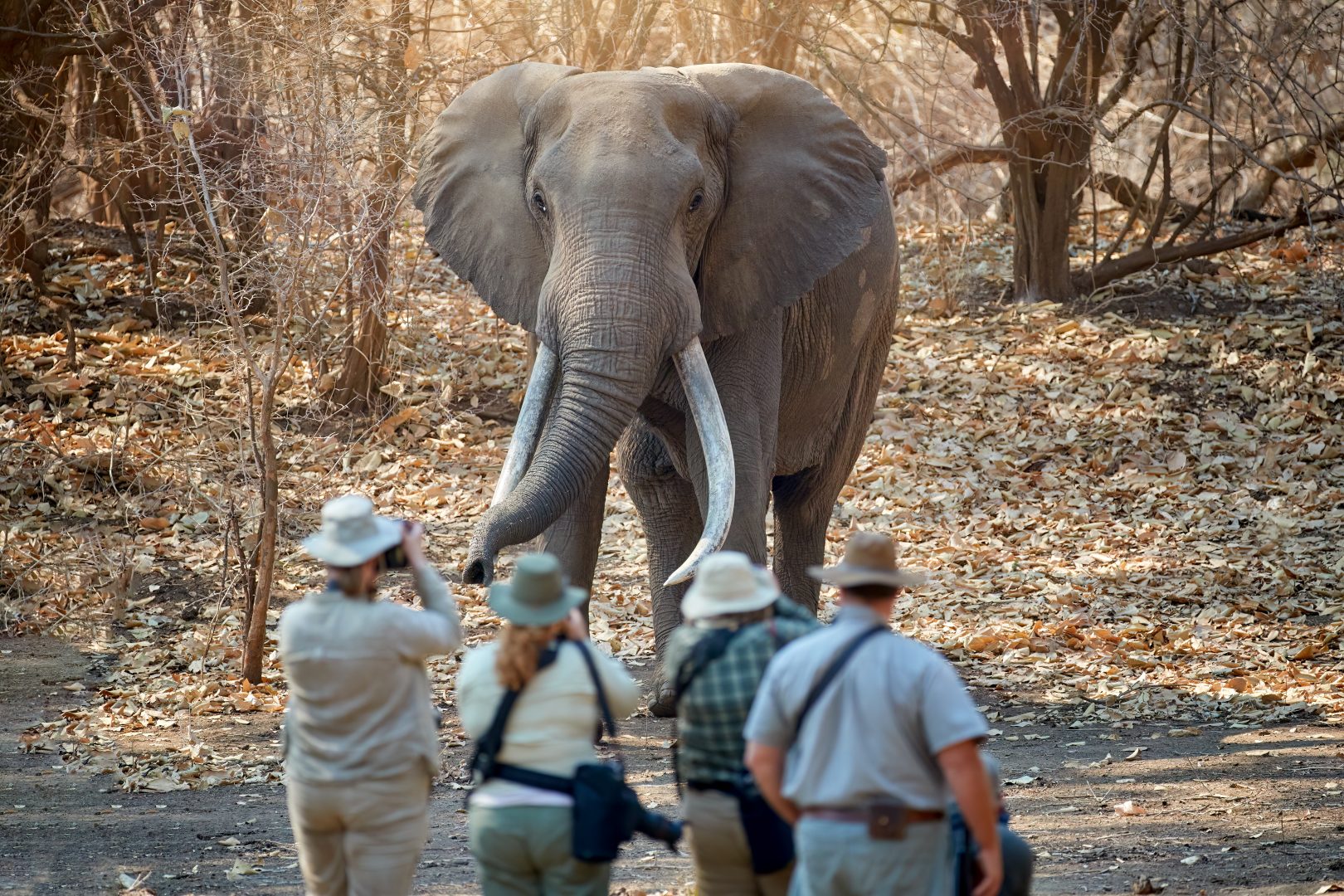 Travelers and a guide on a walking safari with an elephant in Zambia and Zimbabwe