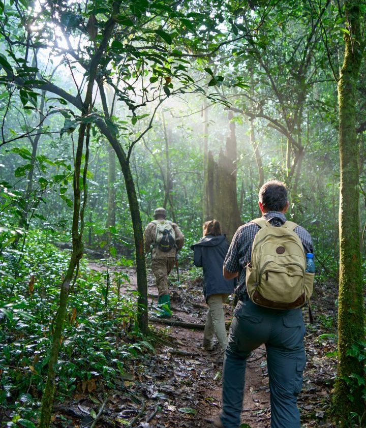 A guide leading a trek in Kibale, Uganda