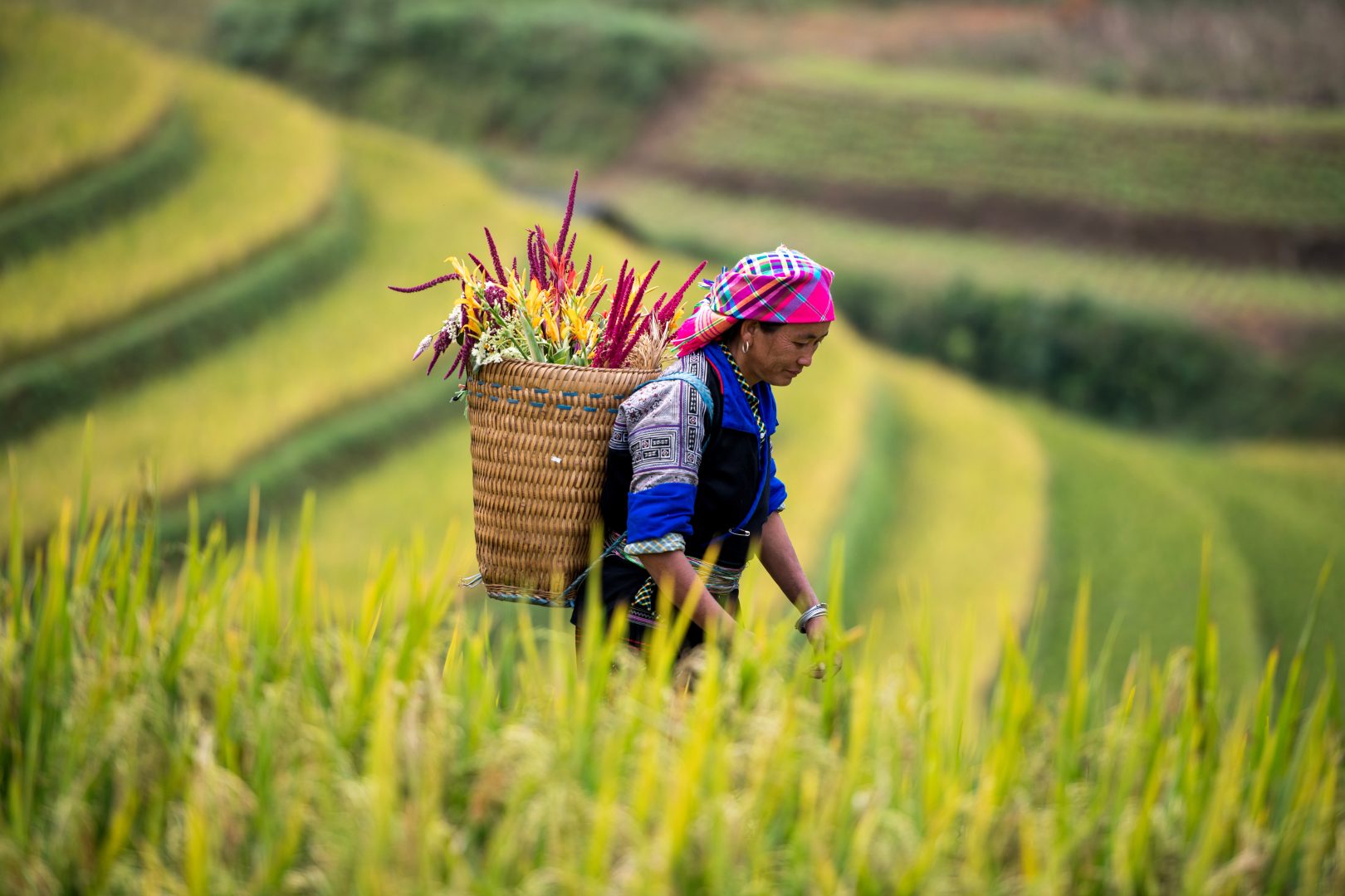 Terraced rice paddies in Sapa, Vietnam