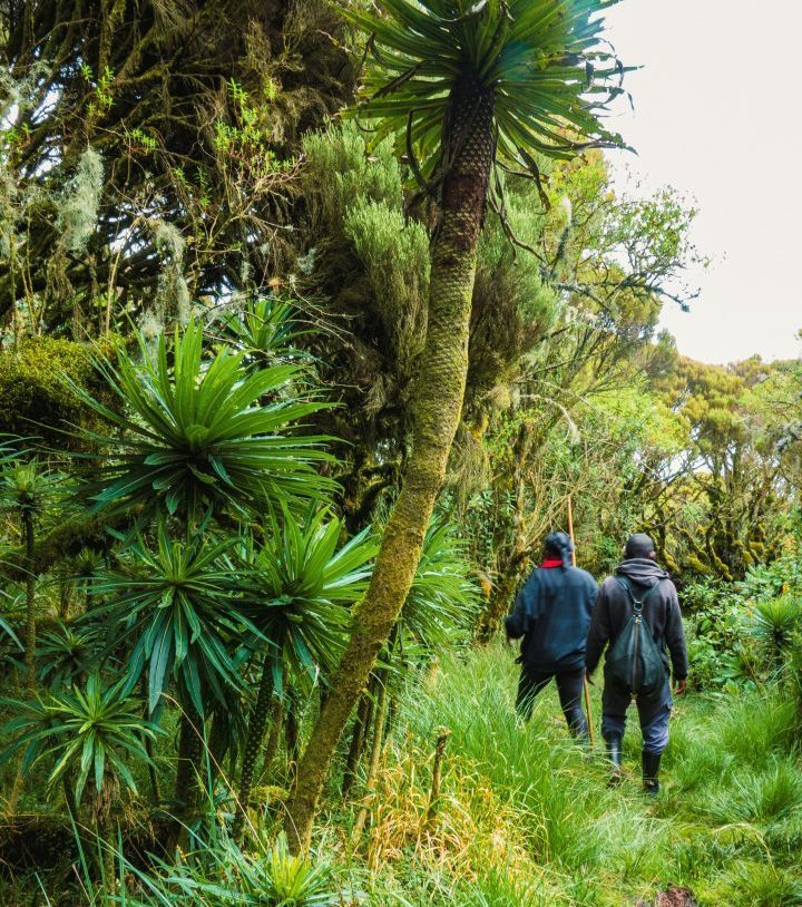 A guide hiking with travelers in Rwanda