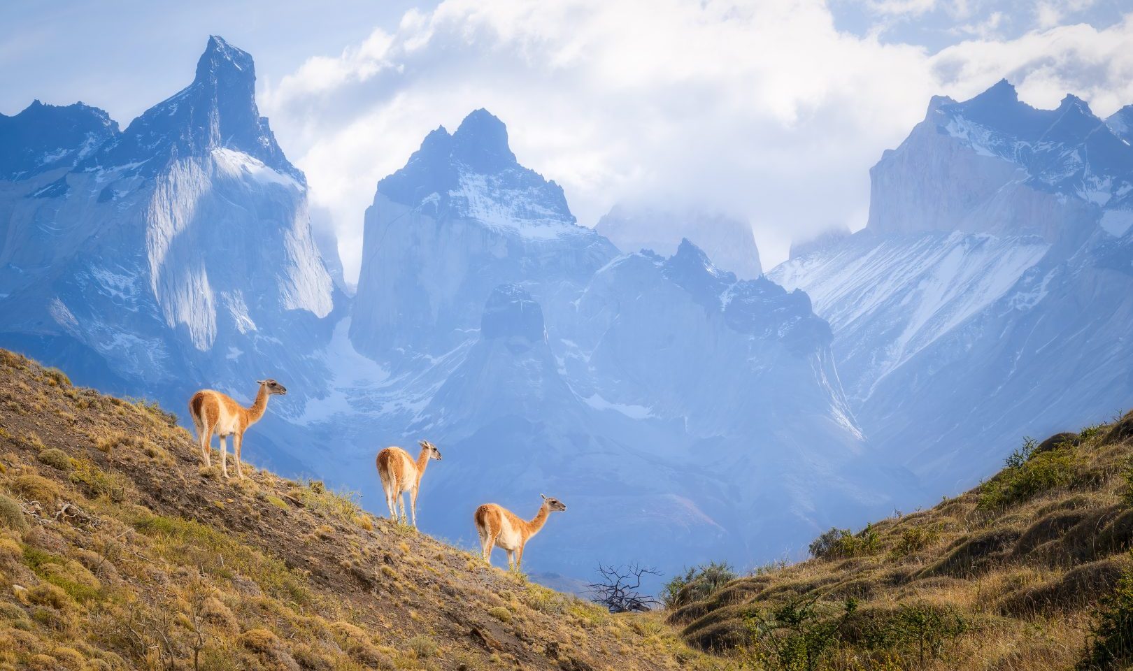 Guanacos in Torres del Paine, Patagonia, Chile