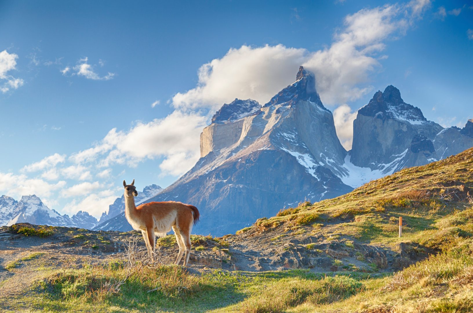 A guanaco and Los Cuernos on The W Trek in Torres del Paine, Patagonia, Chilea