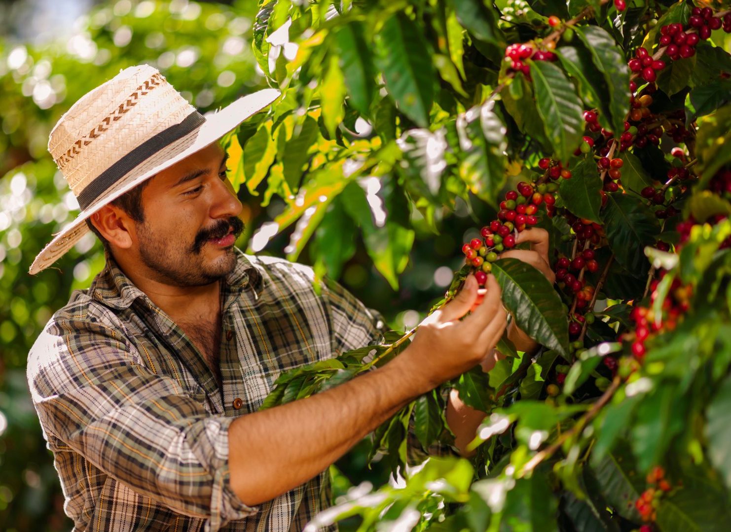 Coffee farmer in Colombia