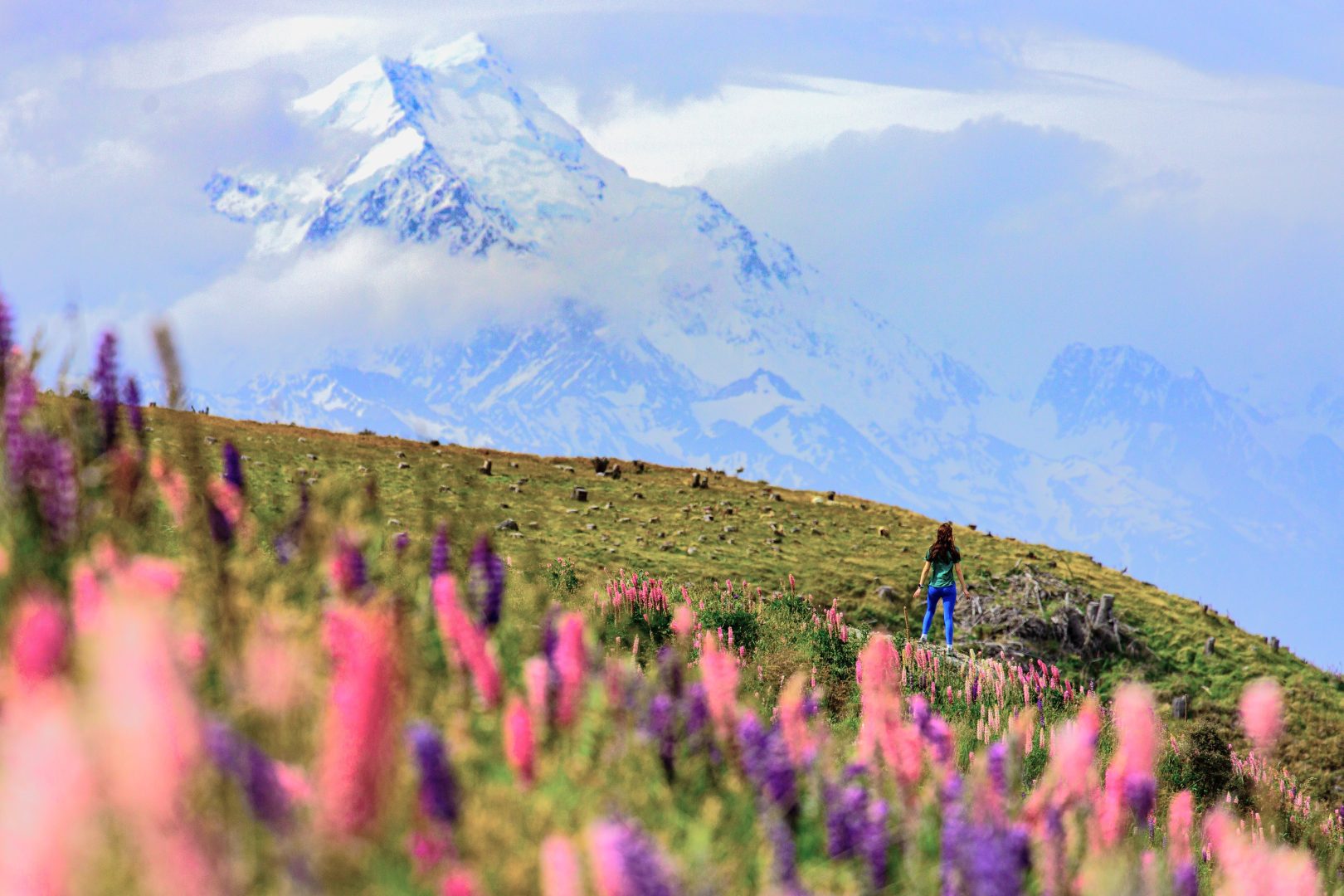 Mount Cook seen from a field of lupines in New Zealand