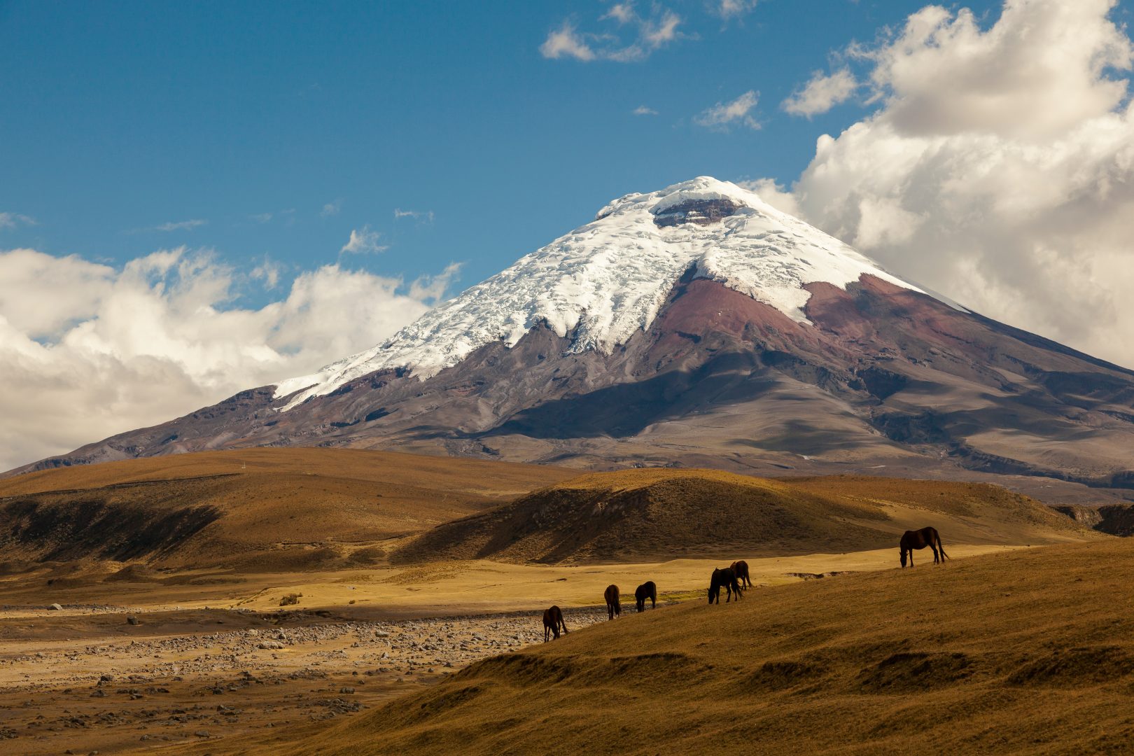 Wild horses grazing in front of Cotopaxi, Ecuador
