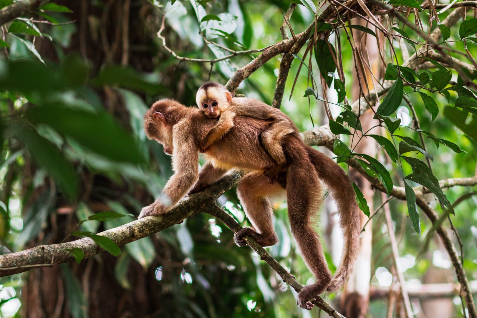 Monkeys in the Amazon Rainforest