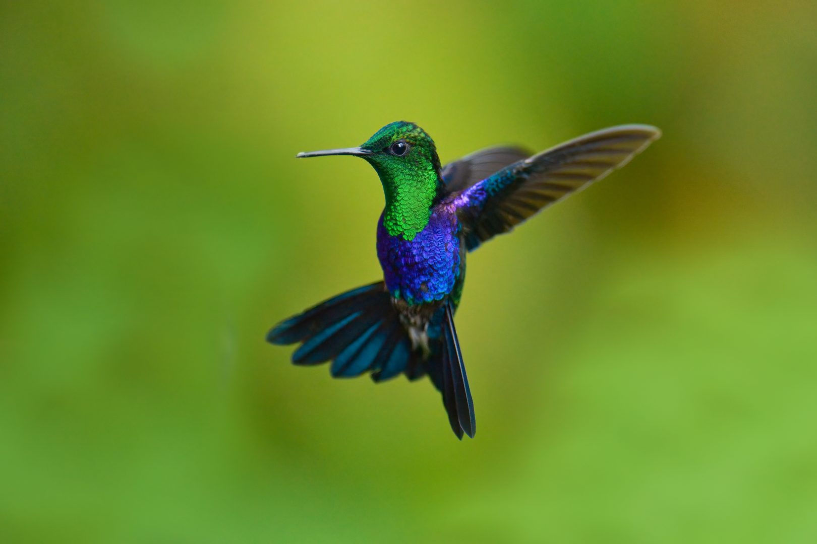A hummingbird in Colombia