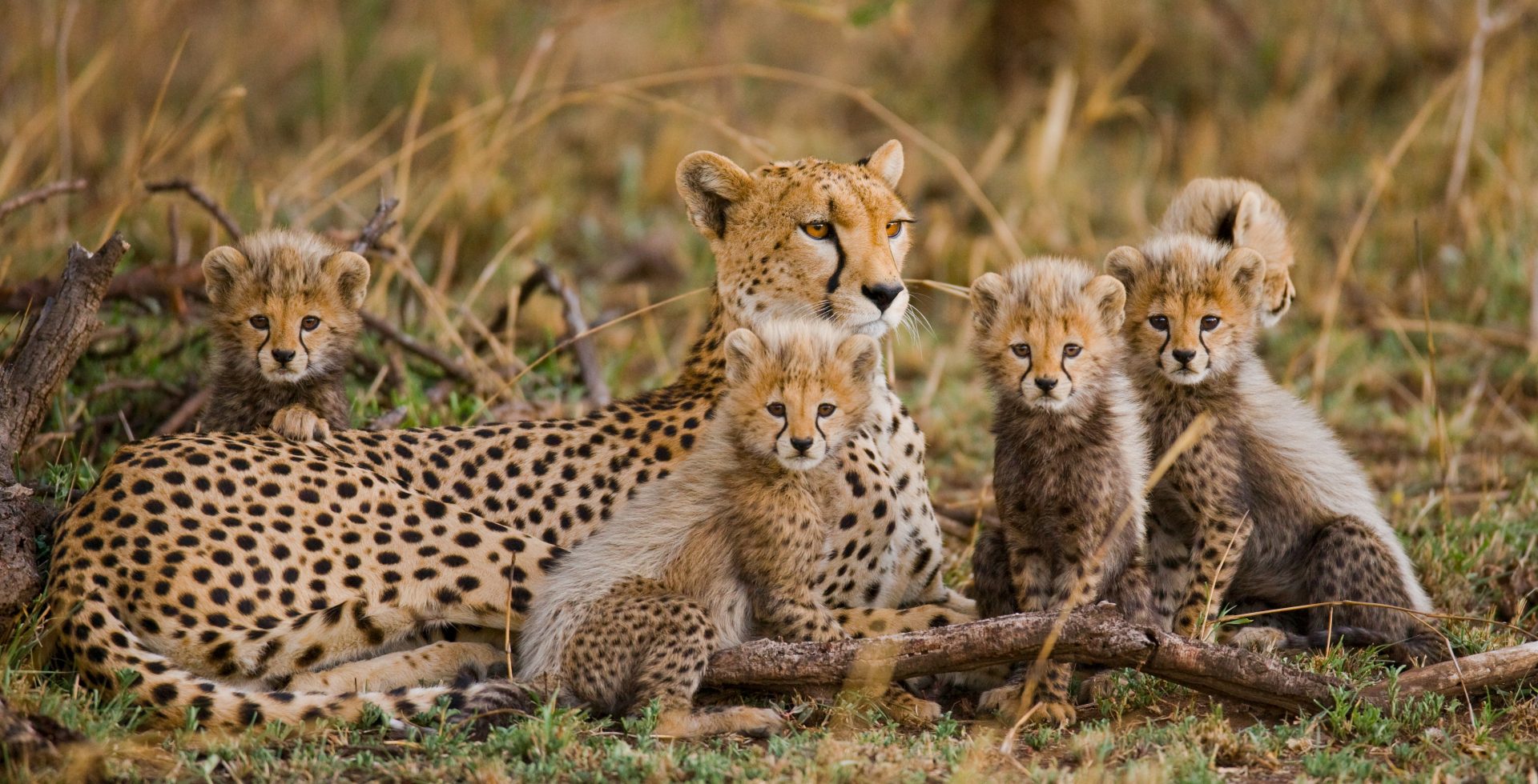 Cheetahs in Tanzania