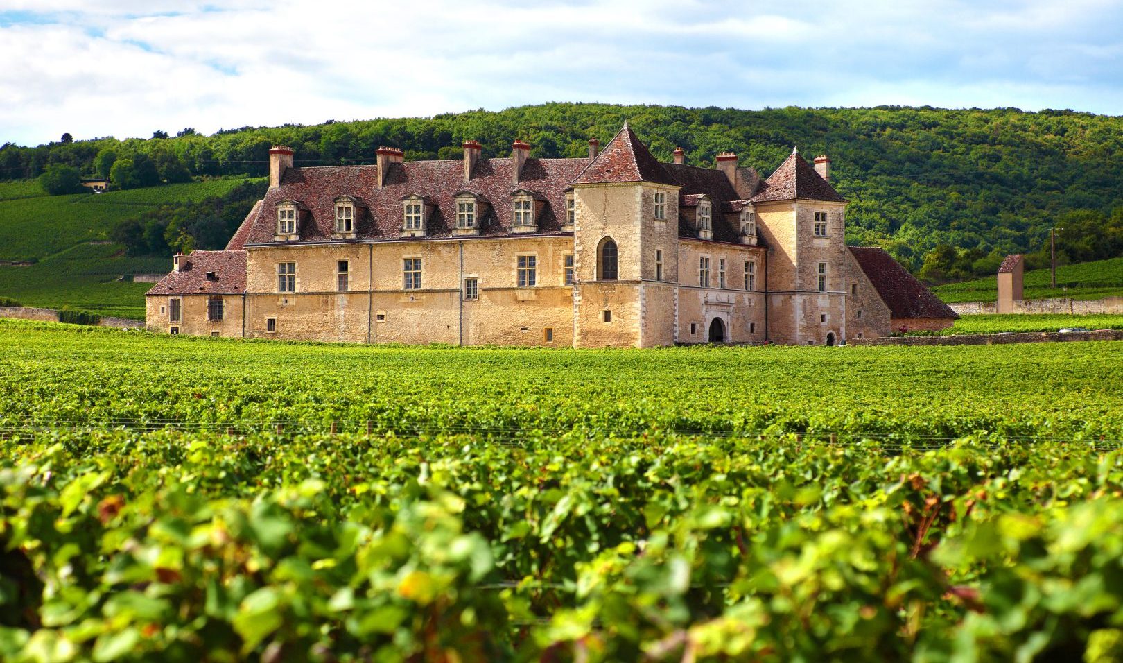 A vineyard / winery in France
