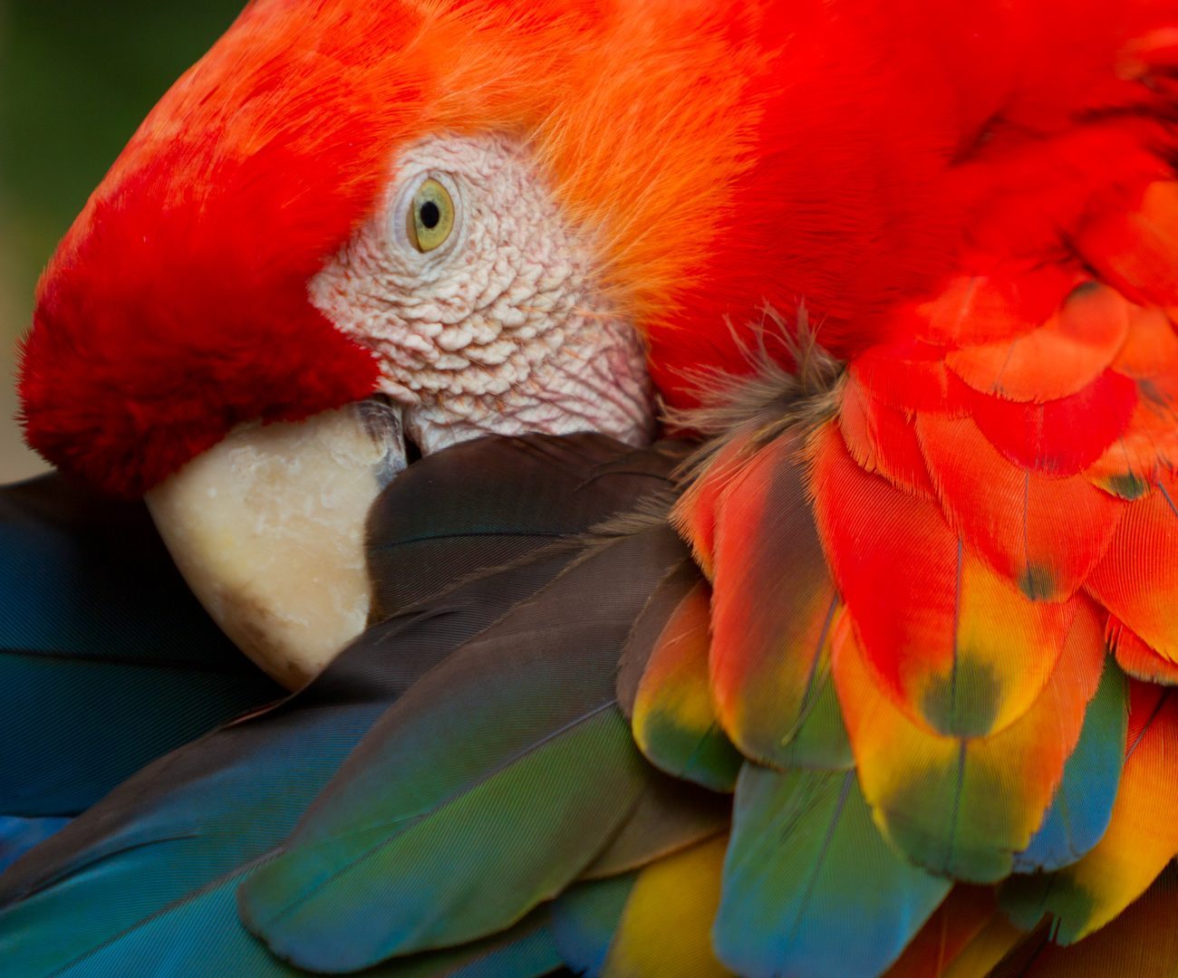 A macaw in the Amazon Rainforest
