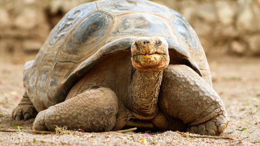 A Galapagos tortoise on Santa Cruz Island