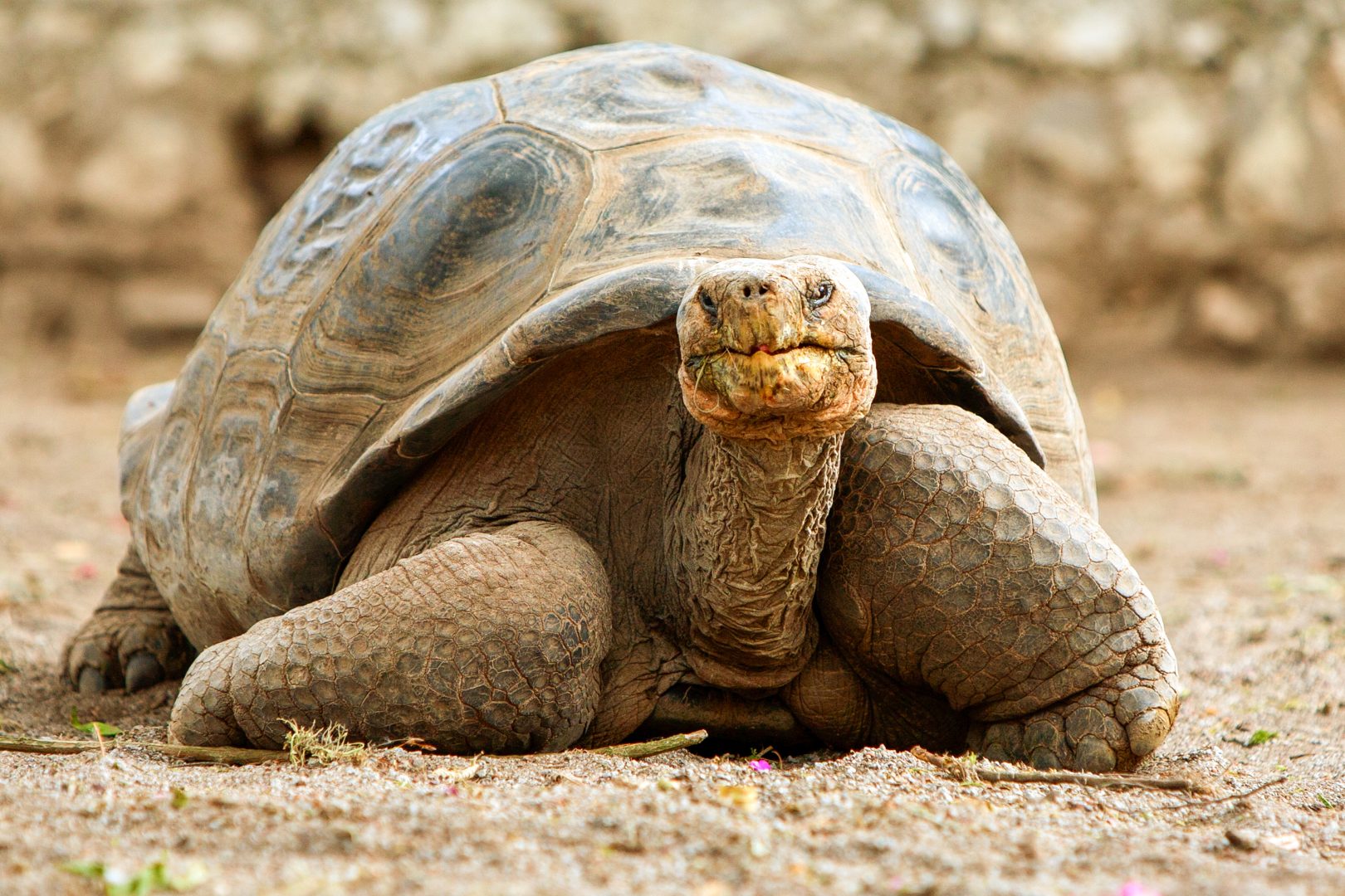 A Galapagos tortoise on Santa Cruz Island