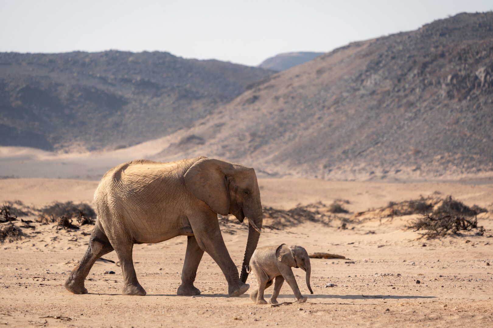 Elephants in Damaraland, Namibia