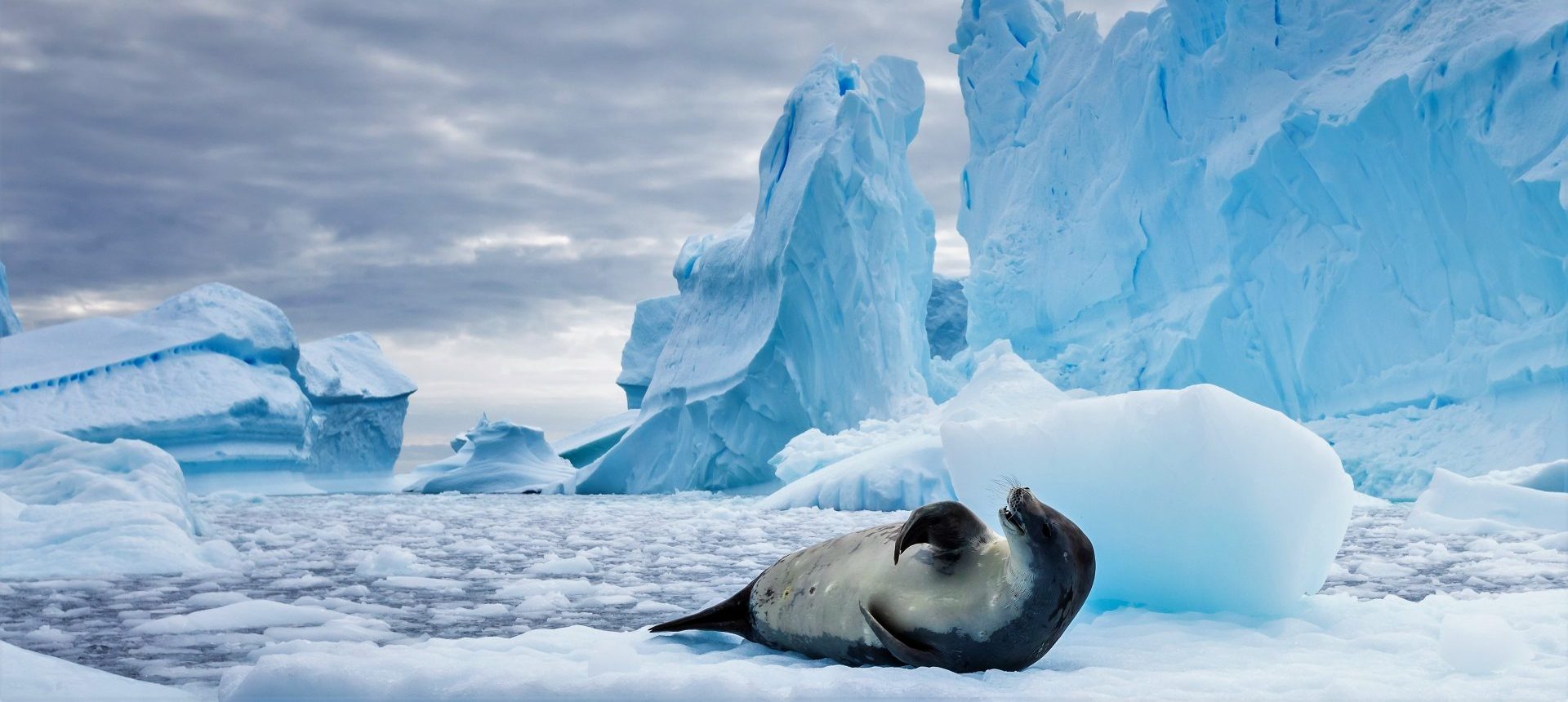 cruise to antarctica