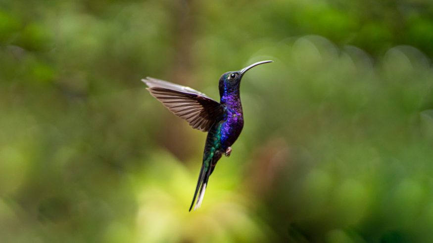 Costa Rica - Hummingbird