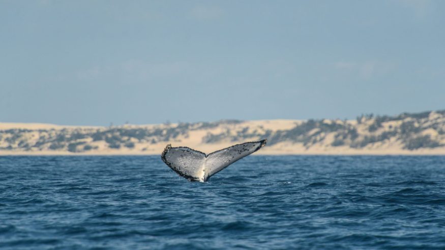 A humpback whale off the coast of the Bazaruto archipelago