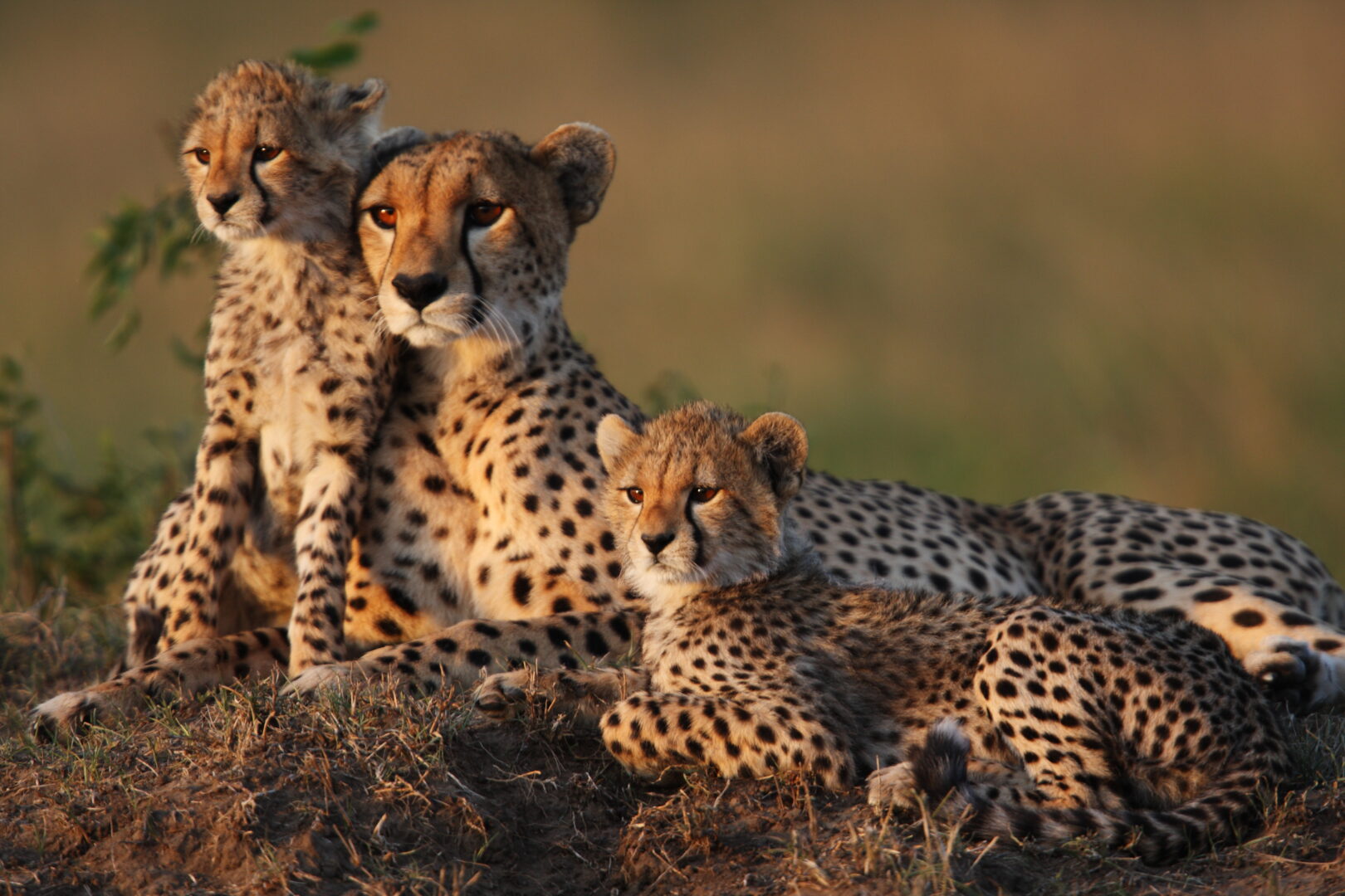 Kenya & Tanzania Classic Safari 