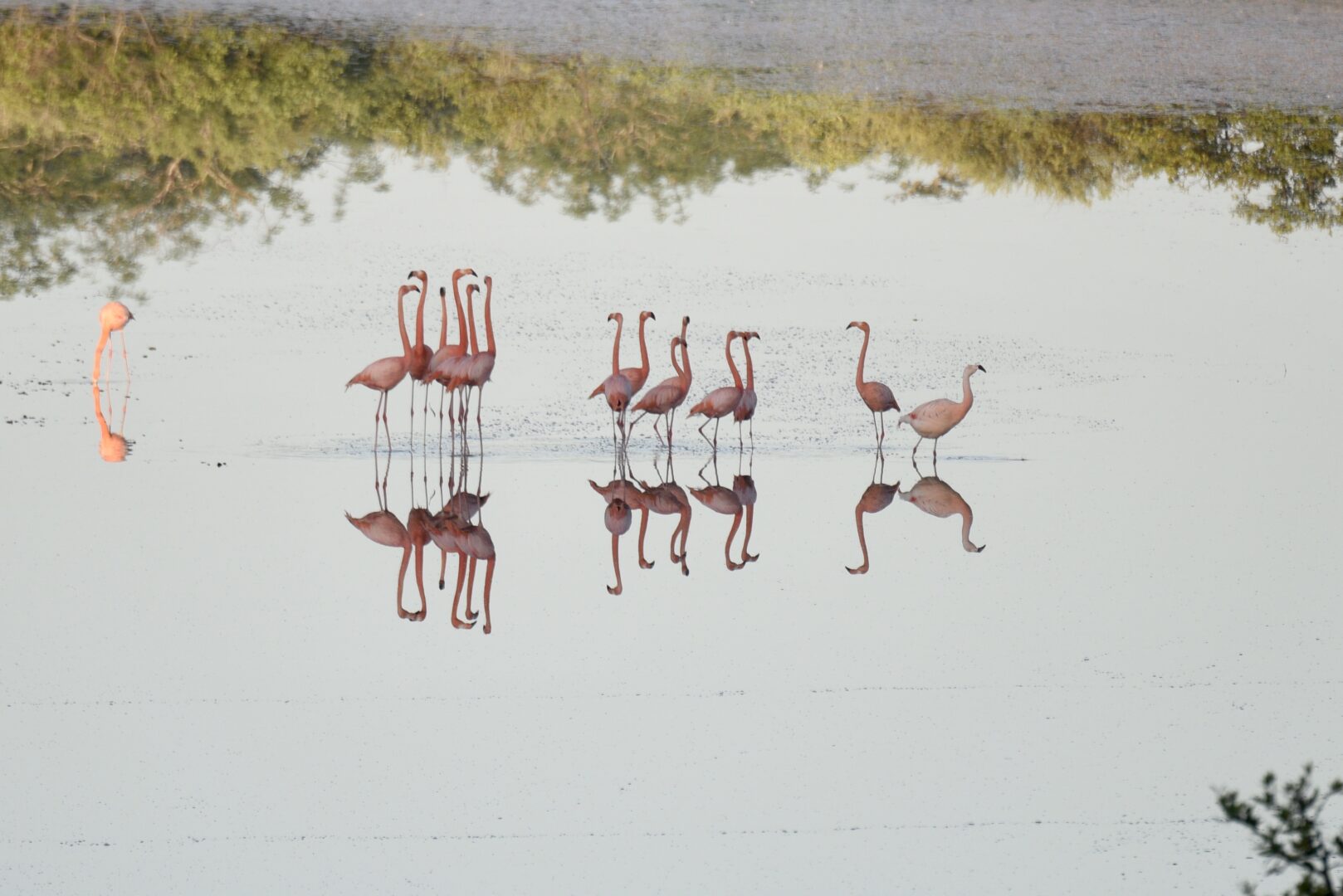 Flamingos in the Galapagos Islands