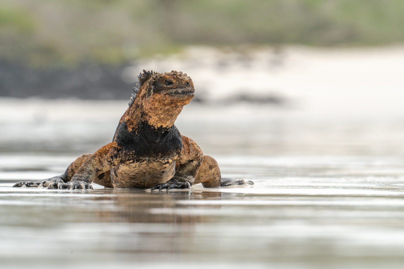 Galapagos land iguana near the sea