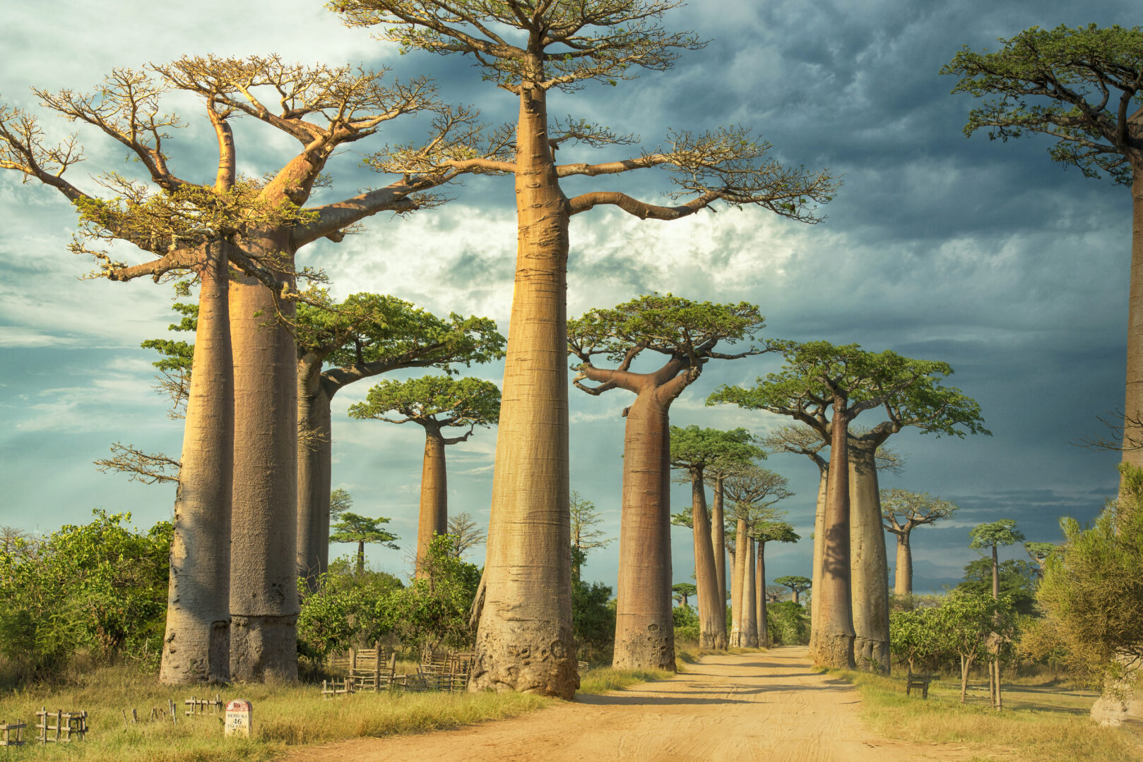 The Best of Madagascar