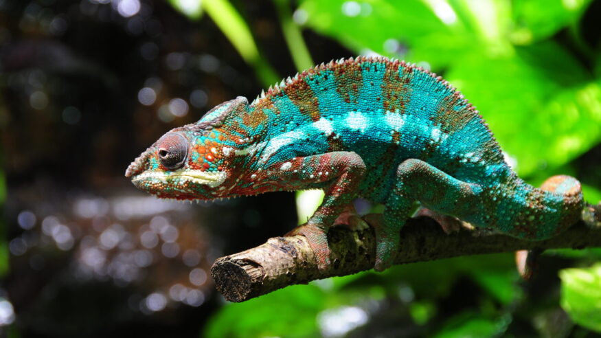 Madagascar_Chameleon-4-2-