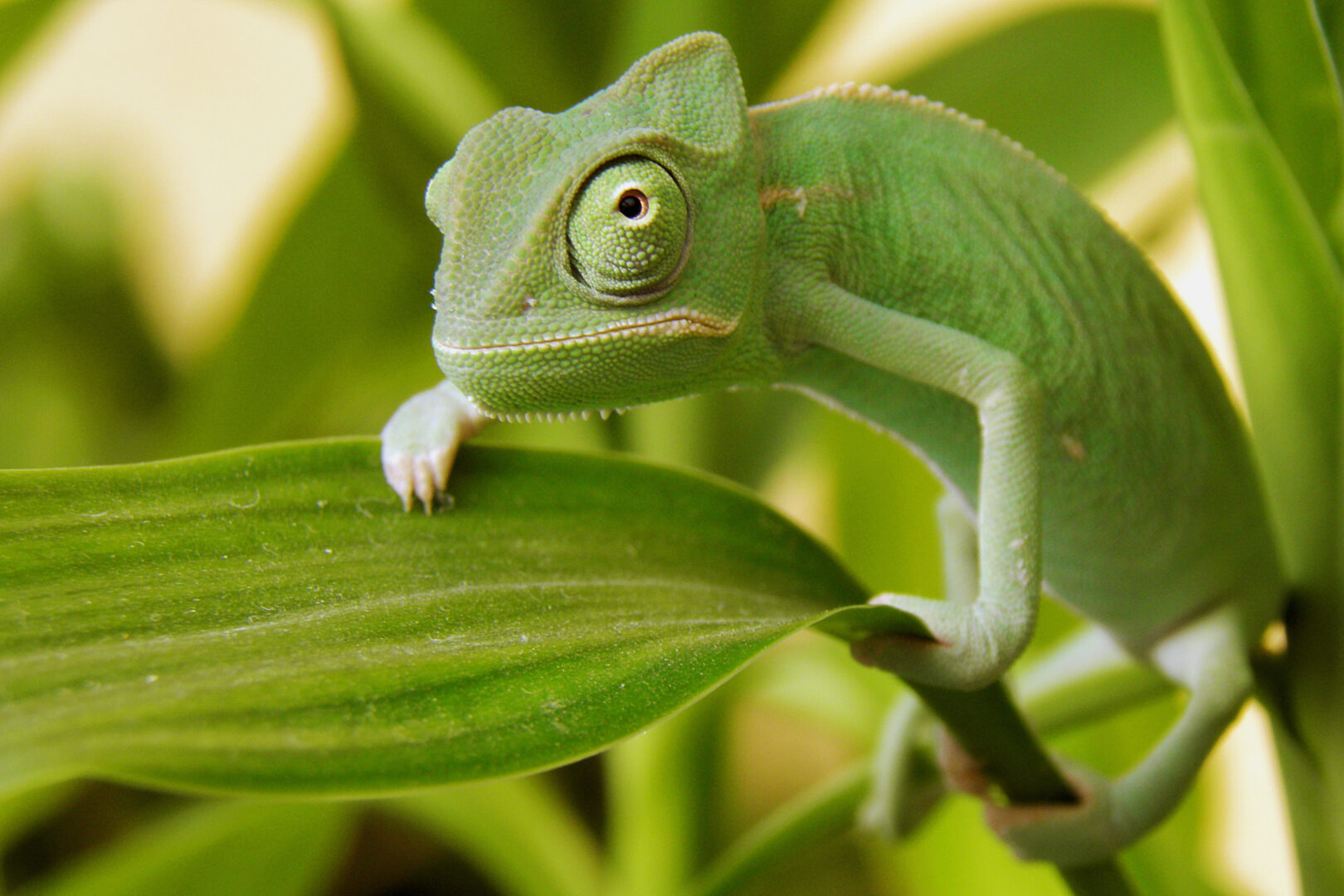 A chameleon in Madagascar