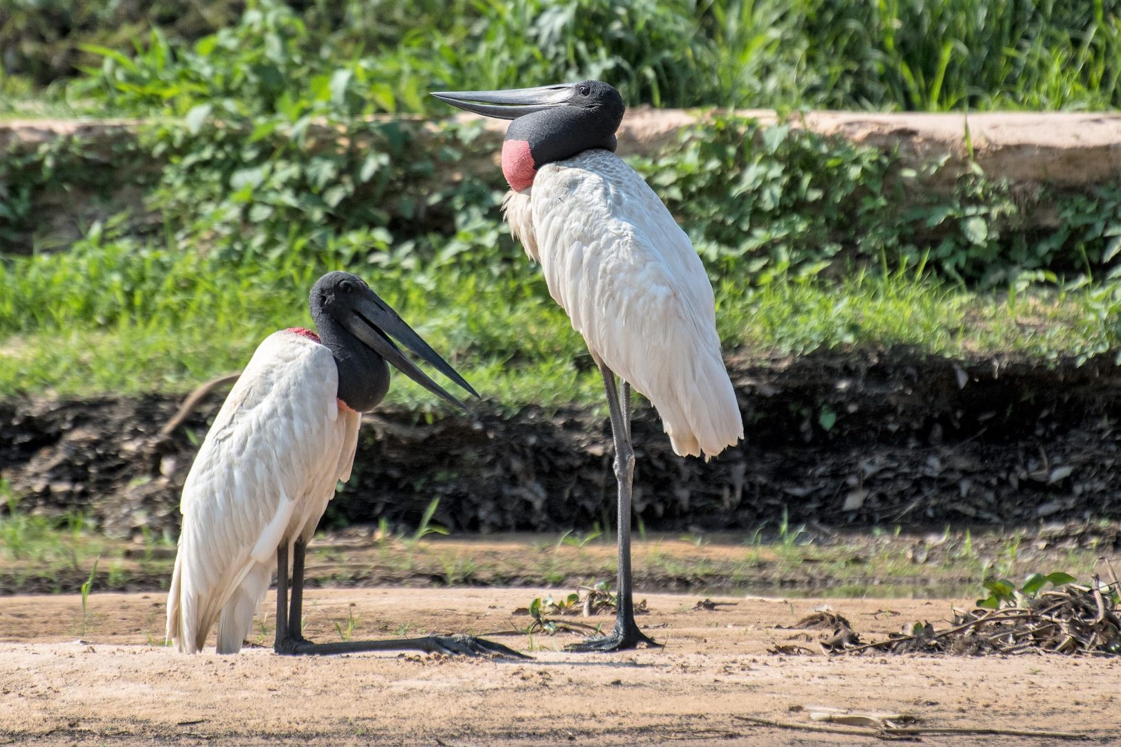 Rio & Brazilian Wildlife Highlights (Amazon / Pantanal)